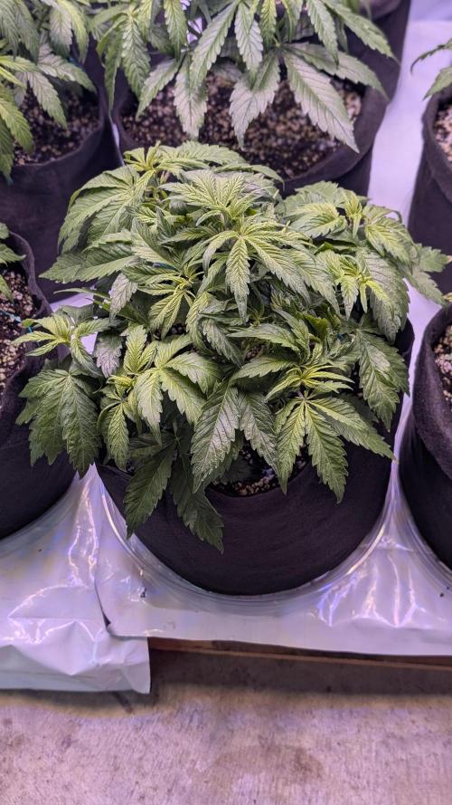 RQS - Autoflower grow - Super Soil. Week 8