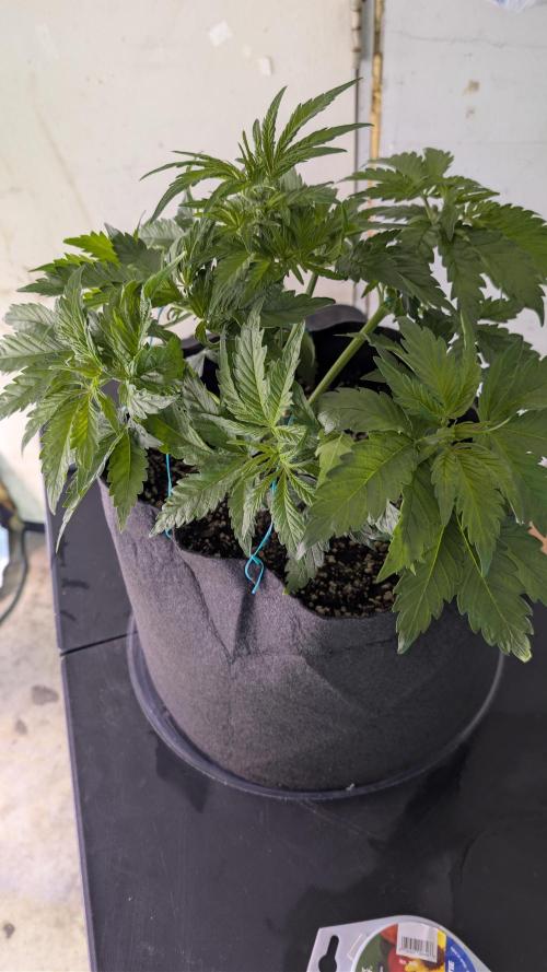 RQS - Autoflower grow - Super Soil. Week 8