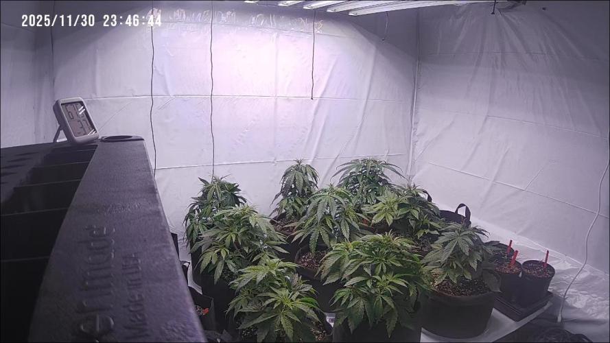 RQS - Autoflower grow - Super Soil. Week 8