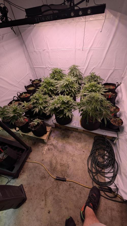 RQS - Autoflower grow - Super Soil. Week 9