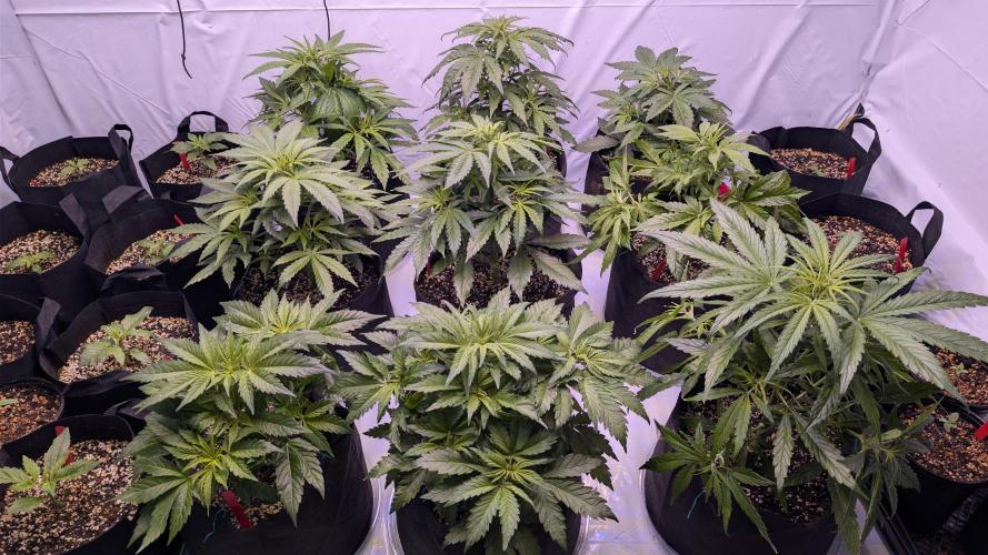 RQS - Autoflower grow - Super Soil. Week 9