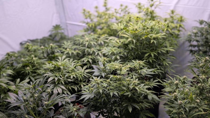 RQS - Autoflower grow - Super Soil. Week 10