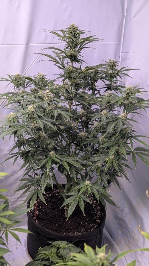 RQS - Autoflower grow - Super Soil. Week 10