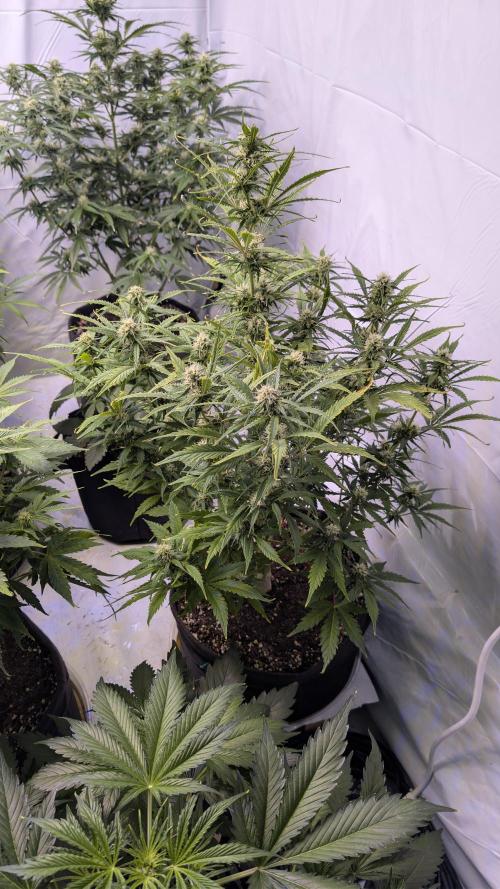 RQS - Autoflower grow - Super Soil. Week 10