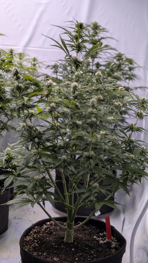 RQS - Autoflower grow - Super Soil. Week 10