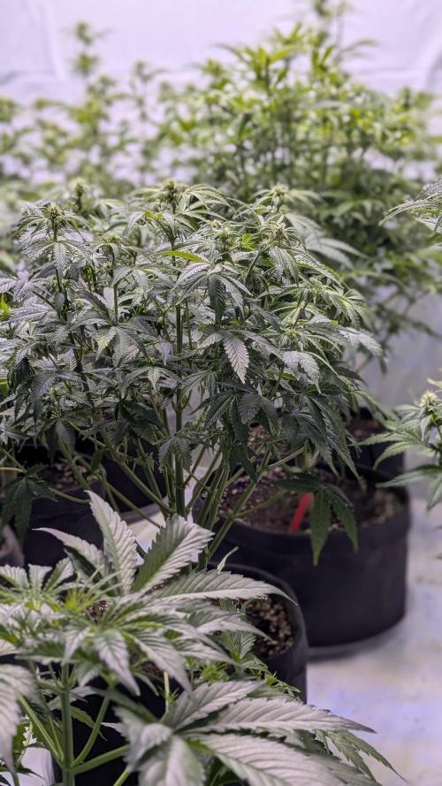 RQS - Autoflower grow - Super Soil. Week 10