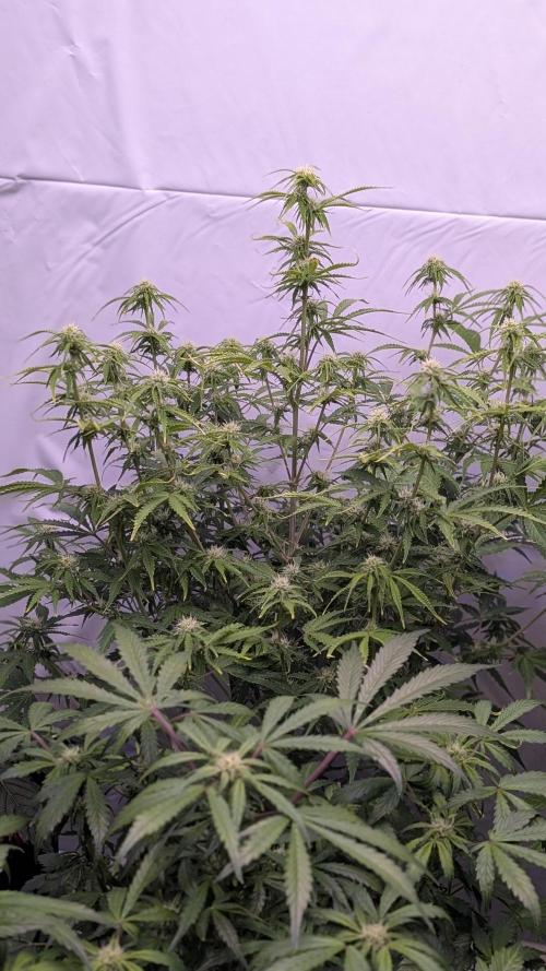 RQS - Autoflower grow - Super Soil. Week 10