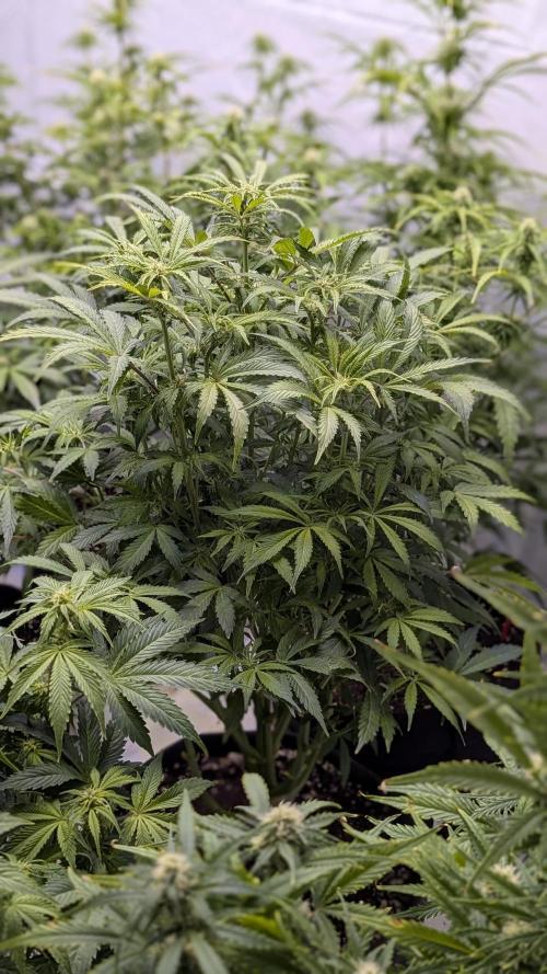 RQS - Autoflower grow - Super Soil. Week 10