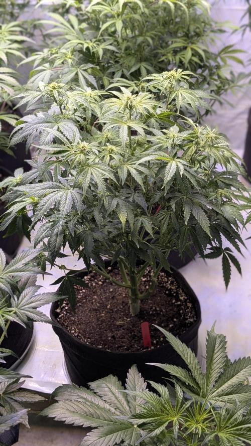 RQS - Autoflower grow - Super Soil. Week 10