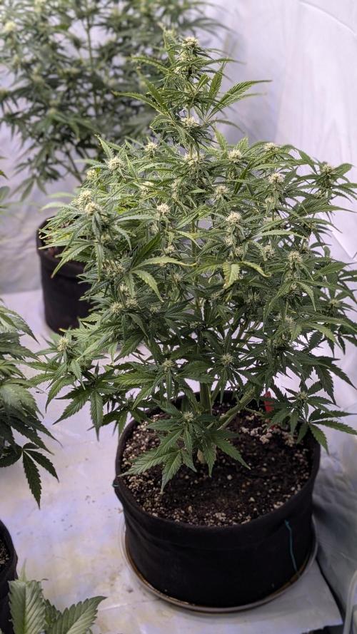 RQS - Autoflower grow - Super Soil. Week 10