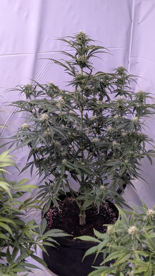 RQS - Autoflower grow - Super Soil. Week 10