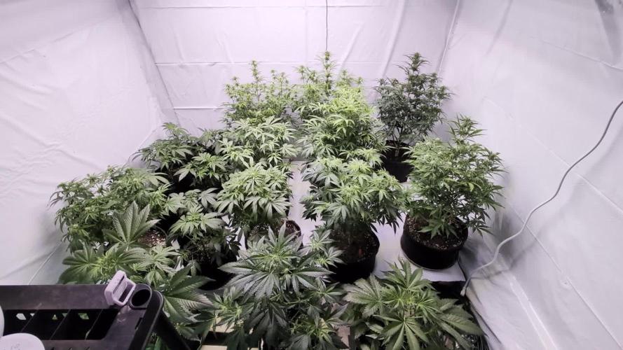 RQS - Autoflower grow - Super Soil