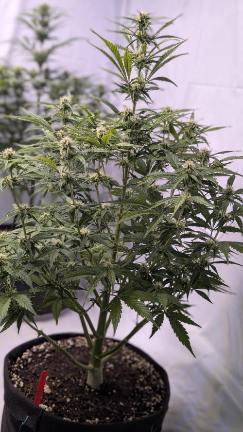 RQS - Autoflower grow - Super Soil. Week 10