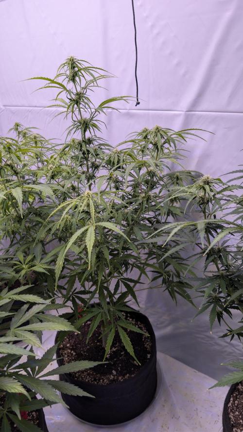 RQS - Autoflower grow - Super Soil. Week 10