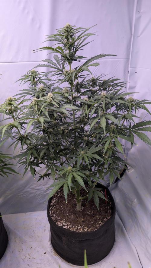 RQS - Autoflower grow - Super Soil. Week 10