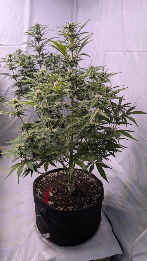 RQS - Autoflower grow - Super Soil. Week 10