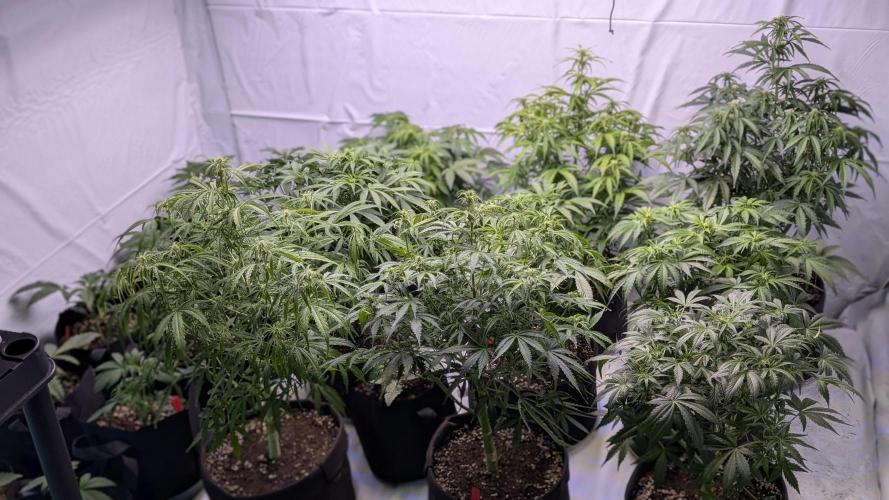 RQS - Autoflower grow - Super Soil. Week 10