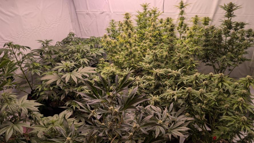 RQS - Autoflower grow - Super Soil. Week 11