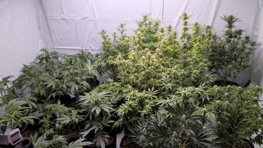 RQS - Autoflower grow - Super Soil. Week 11