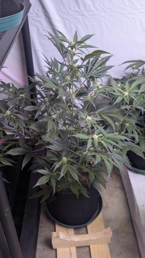 RQS - Autoflower grow - Super Soil. Week 11