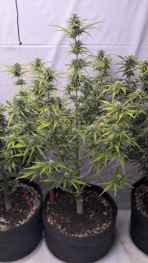 RQS - Autoflower grow - Super Soil. Week 11