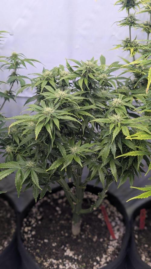 RQS - Autoflower grow - Super Soil. Week 11