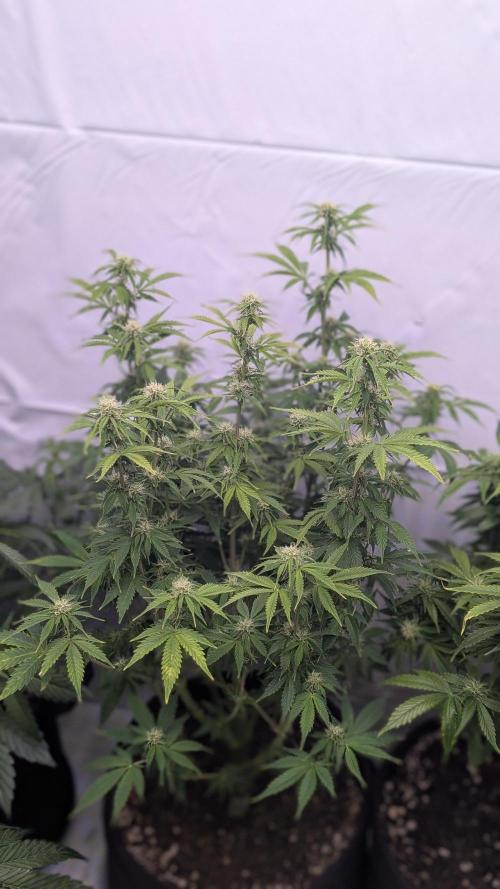 RQS - Autoflower grow - Super Soil. Week 11