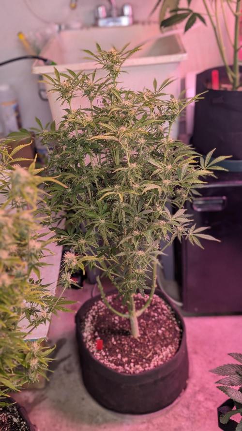 RQS - Autoflower grow - Super Soil. Week 11