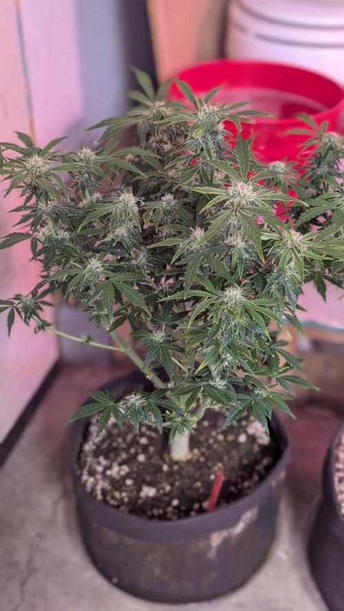 RQS - Autoflower grow - Super Soil. Week 11