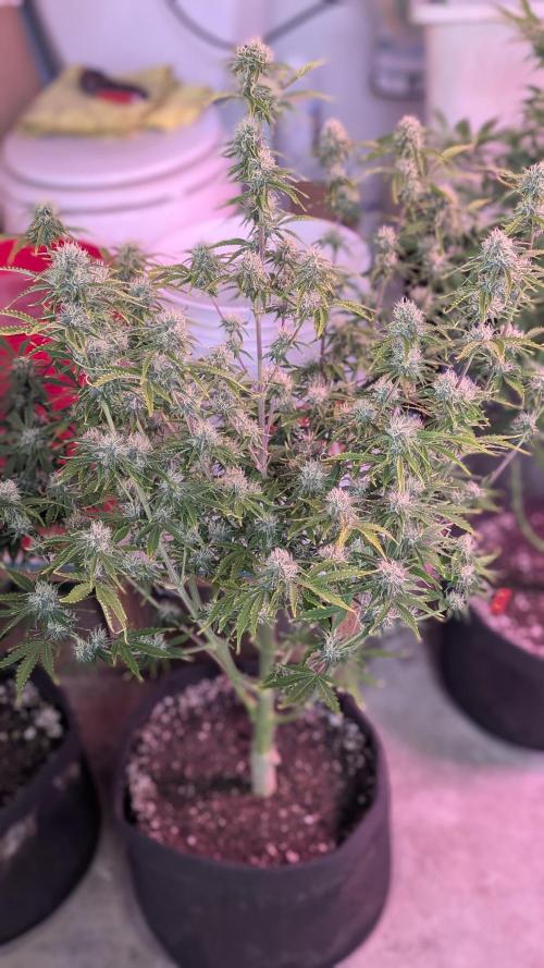 RQS - Autoflower grow - Super Soil. Week 11