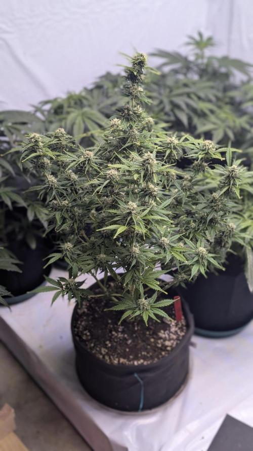 RQS - Autoflower grow - Super Soil. Week 11