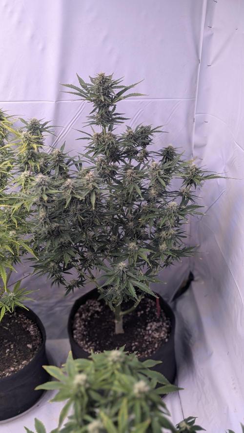 RQS - Autoflower grow - Super Soil. Week 11