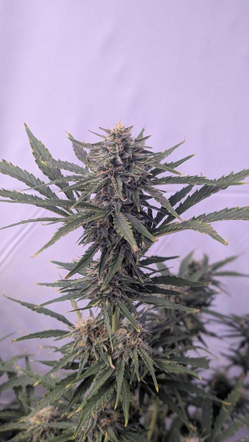 RQS - Autoflower grow - Super Soil. Week 11