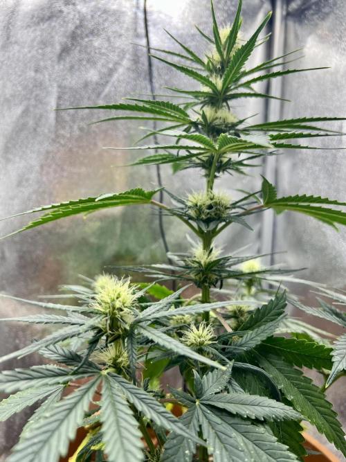 🌕 Auto Moon Rock 🌕 - Divine Seeds. Week 5