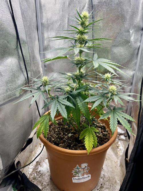 🌕 Auto Moon Rock 🌕 - Divine Seeds. Week 5