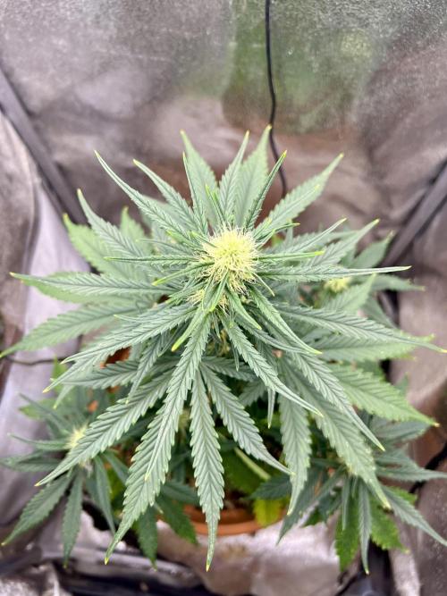 🌕 Auto Moon Rock 🌕 - Divine Seeds. Week 5