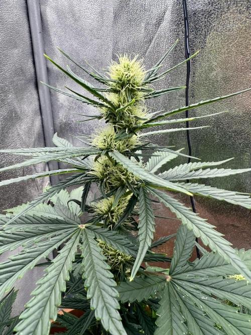 🌕 Auto Moon Rock 🌕 - Divine Seeds. Week 5