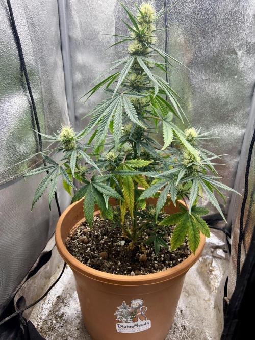 🌕 Auto Moon Rock 🌕 - Divine Seeds. Week 6