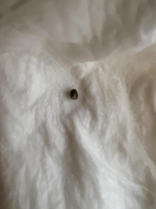 👑RQS 👑- Quick One - auto. Week 0