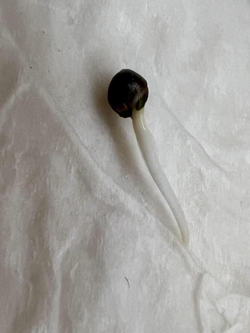 👑RQS 👑- Quick One - auto. Week 0