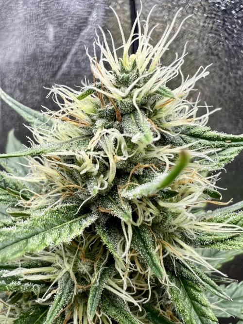 🌕 Auto Moon Rock 🌕 - Divine Seeds. Week 7