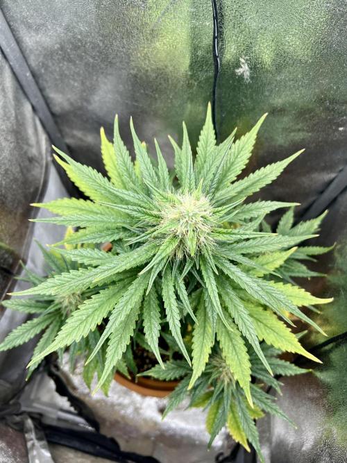 🌕 Auto Moon Rock 🌕 - Divine Seeds. Week 7