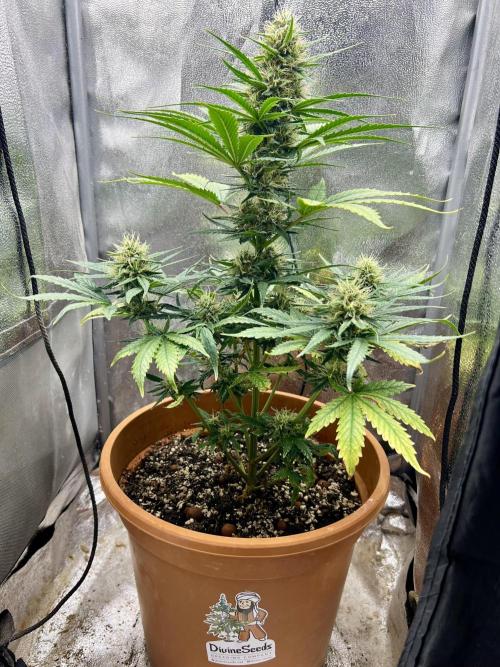 🌕 Auto Moon Rock 🌕 - Divine Seeds. Week 7