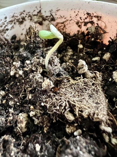 👑RQS 👑- Quick One - auto. Week 0 - And some days after here she is