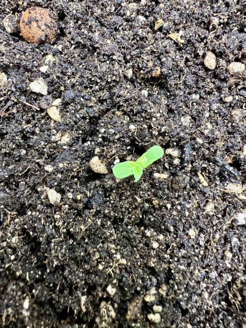 👑RQS 👑- Quick One - auto. Week 0 - Onto a bigger pot