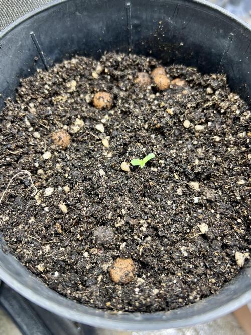 👑RQS 👑- Quick One - auto. Week 0 - And let her grow