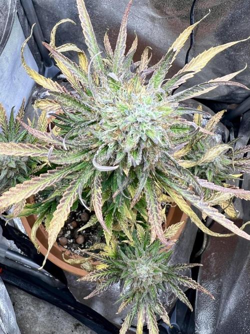 🌕 Auto Moon Rock 🌕 - Divine Seeds. Week 8