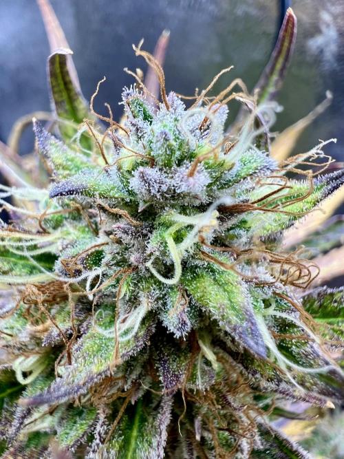 🌕 Auto Moon Rock 🌕 - Divine Seeds. Week 8