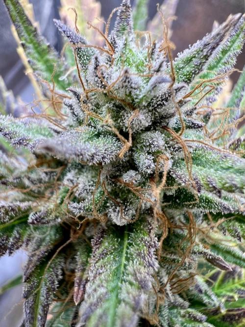 🌕 Auto Moon Rock 🌕 - Divine Seeds. Week 8