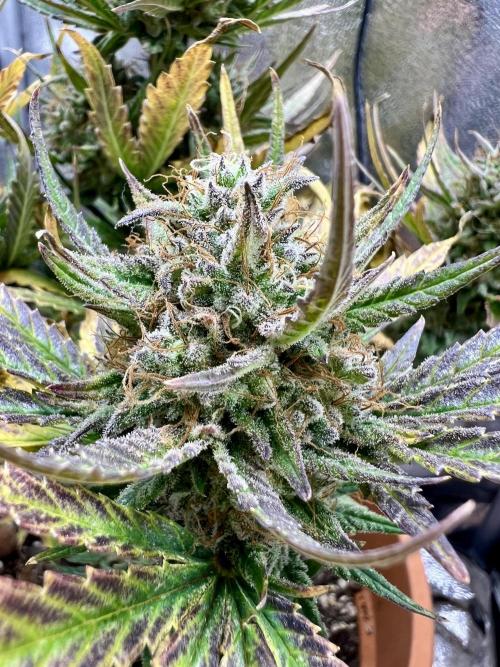 🌕 Auto Moon Rock 🌕 - Divine Seeds. Week 8